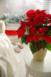 Photo of Beautiful potted poinsettia on table at home. Traditional Christmas flower