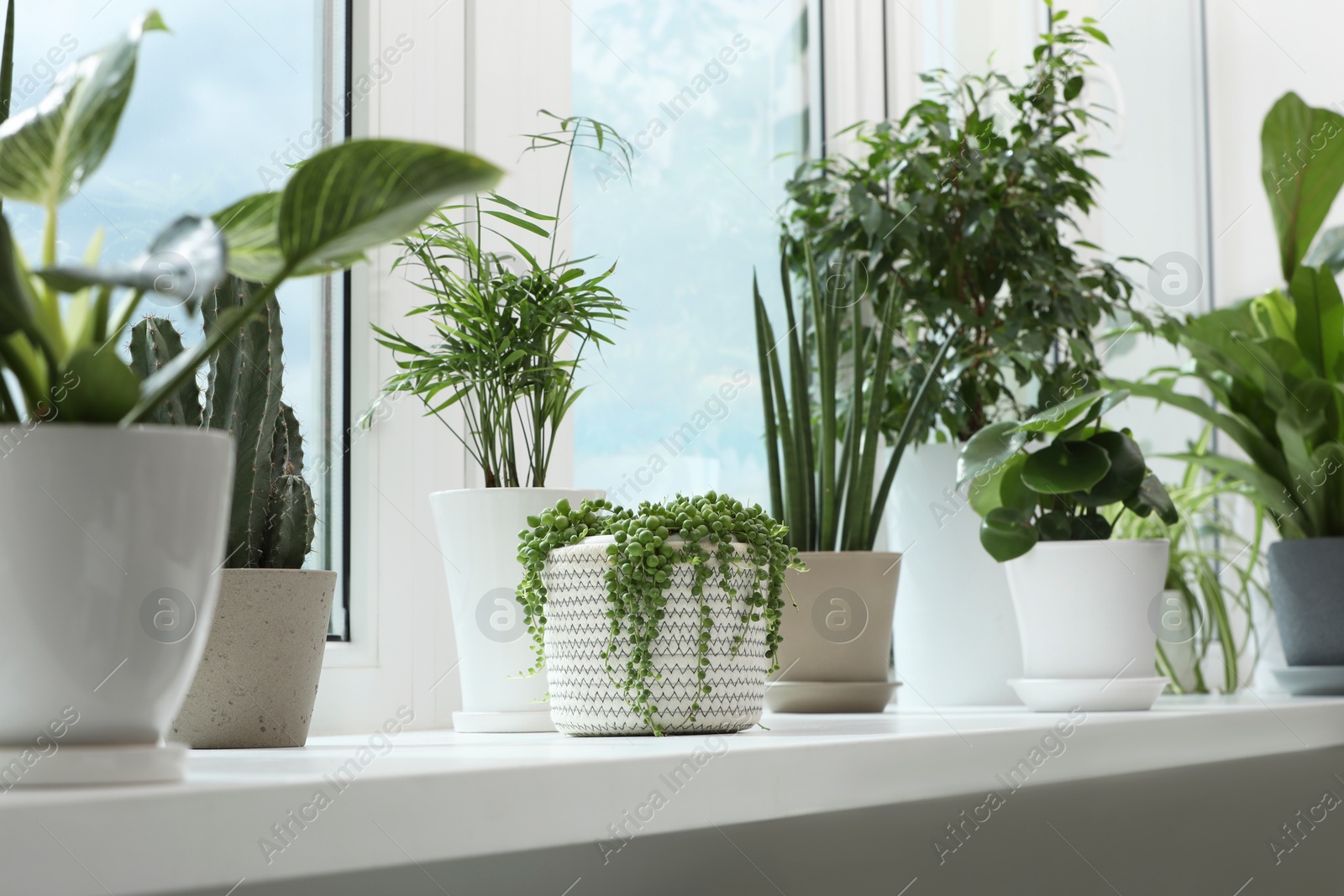 Photo of Many beautiful potted houseplants on windowsill indoors