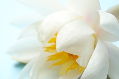 Photo of Beautiful white lotus flower on light background, closeup view