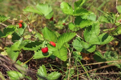 Small wild strawberries growing outdoors on sunny day