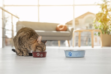 Photo of Cute cat eating from bowl on floor indoors