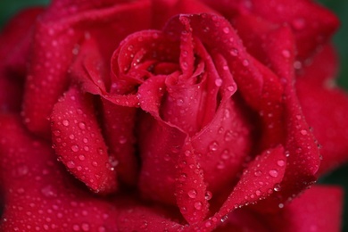 Photo of Closeup view of beautiful blooming rose as background