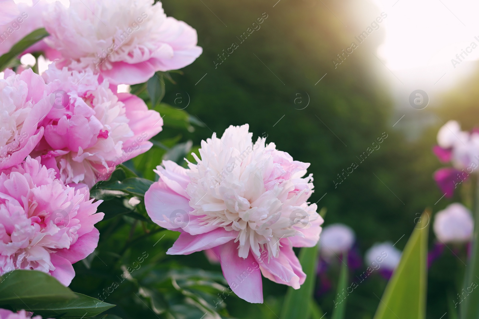 Photo of Blooming peony plant with beautiful pink flowers outdoors, closeup. Space for text