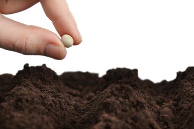 Woman putting pea into fertile soil against white background, closeup. Vegetable seed planting