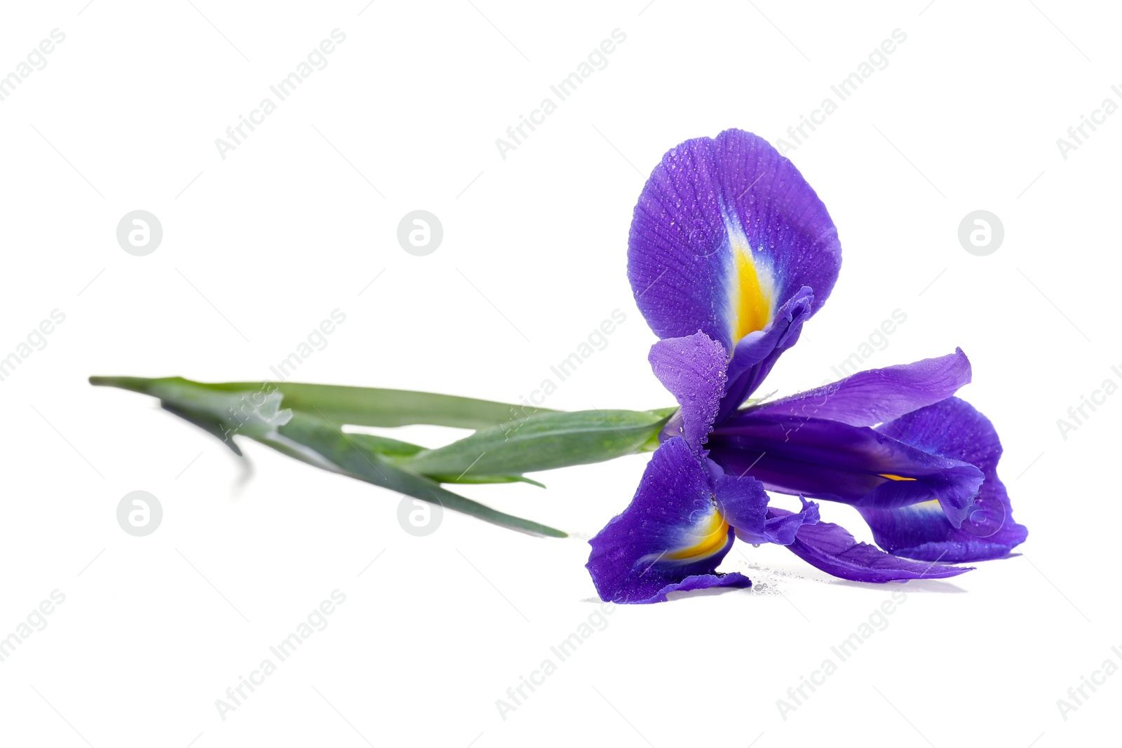 Photo of Beautiful violet iris flower with water drops isolated on white