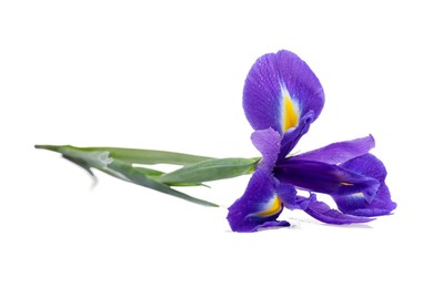 Photo of Beautiful violet iris flower with water drops isolated on white