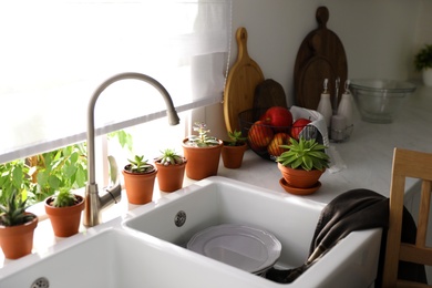 Photo of Different potted plants on window sill in kitchen