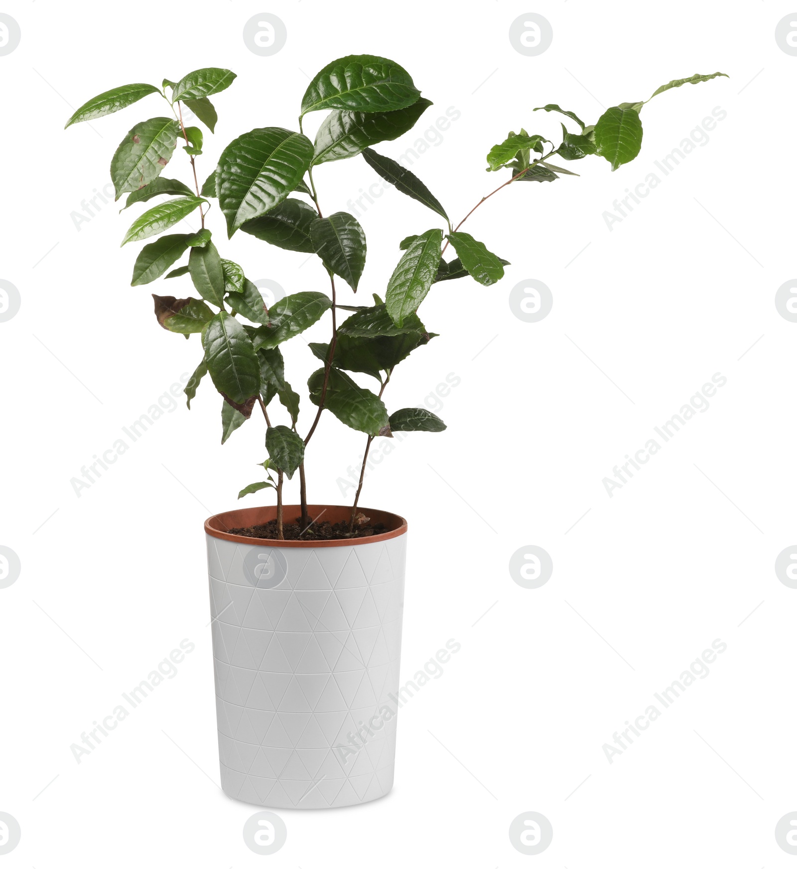 Photo of Potted houseplant with damaged leaves on white background