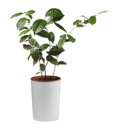 Potted houseplant with damaged leaves on white background