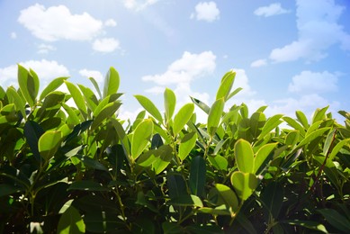 Photo of Closeup view of bay laurel shrub against blue sky