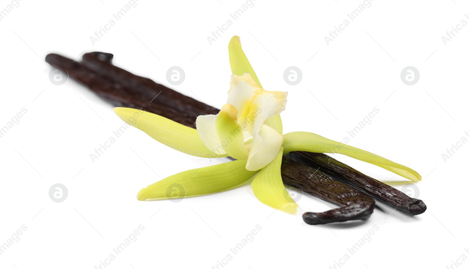 Photo of Vanilla pods and beautiful flower isolated on white