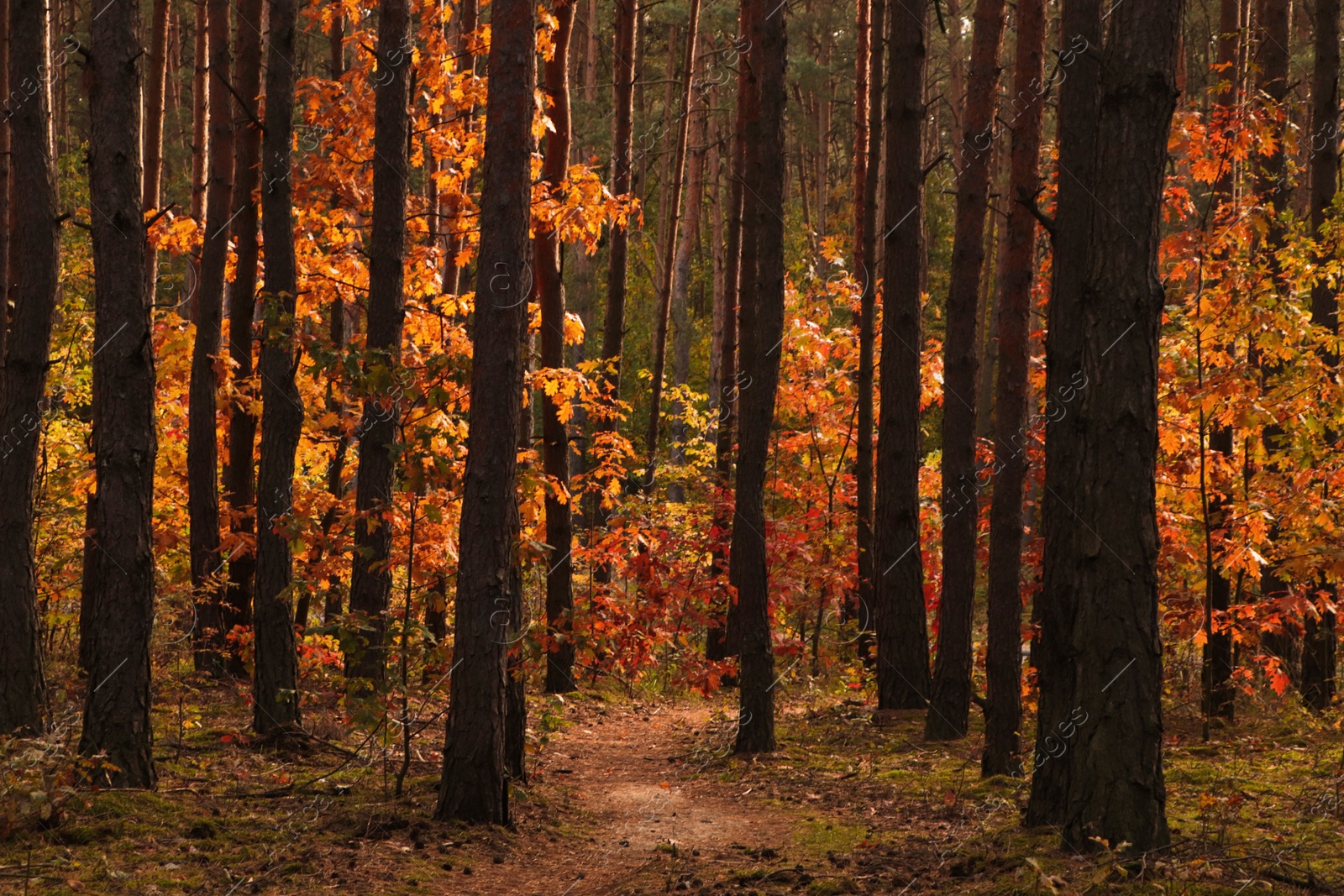 Photo of Trail and beautiful trees in forest. Autumn season