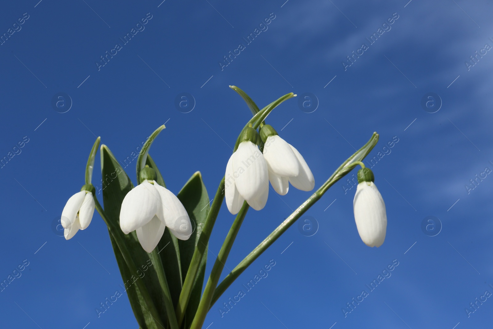 Photo of Beautiful blooming snowdrops against blue sky. Spring flowers