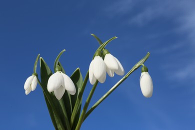 Beautiful blooming snowdrops against blue sky. Spring flowers