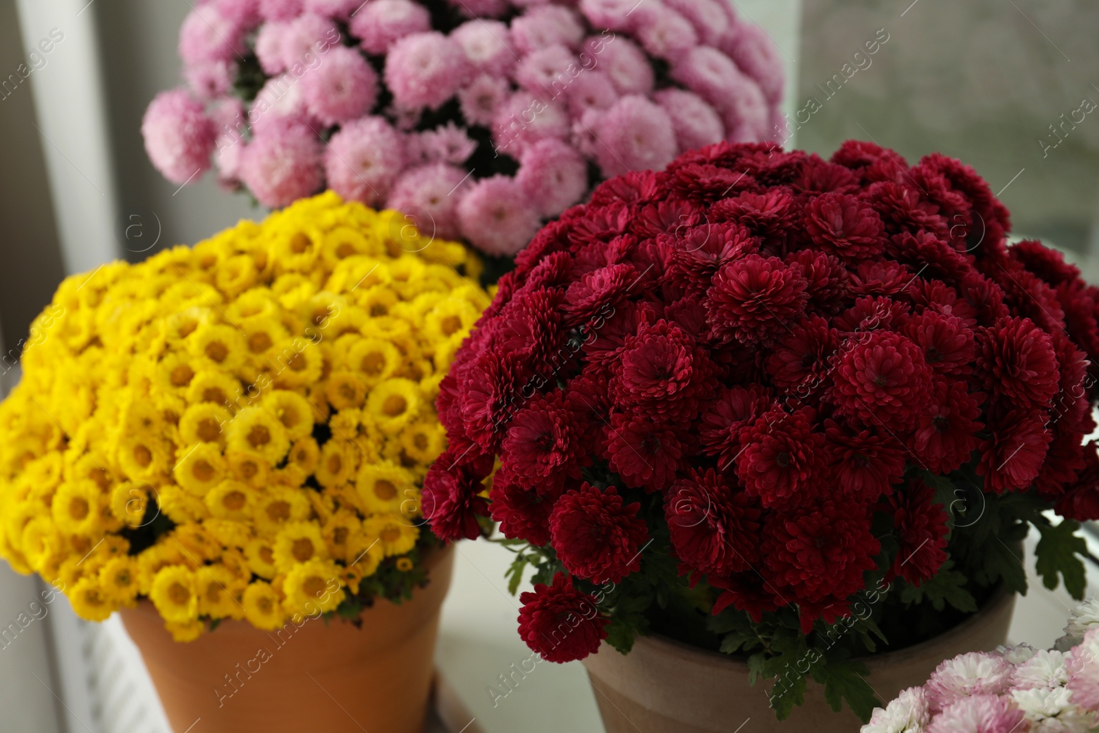 Photo of Beautiful potted chrysanthemum flowers on windowsill indoors