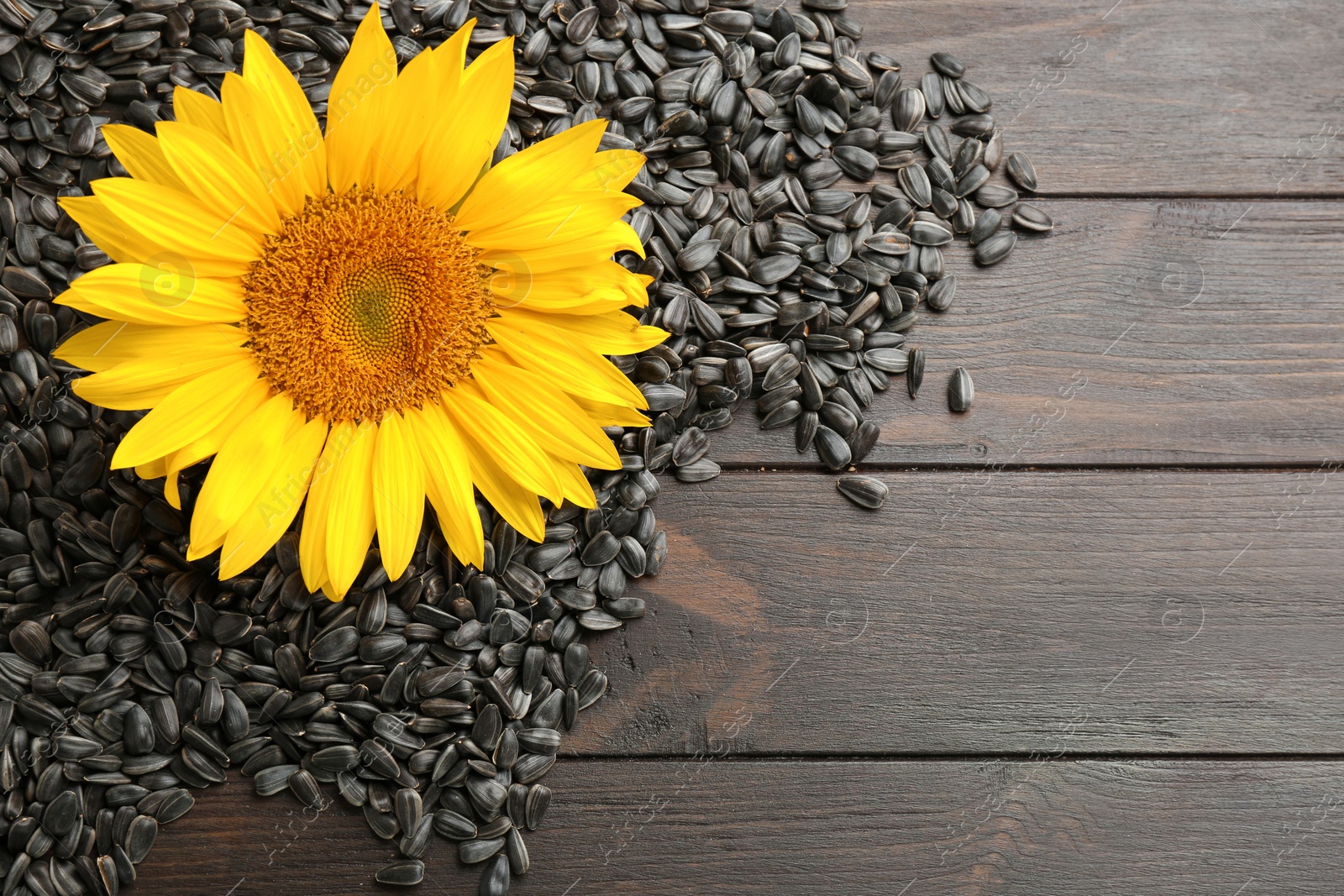 Photo of Sunflower seeds and flower on wooden table, top view