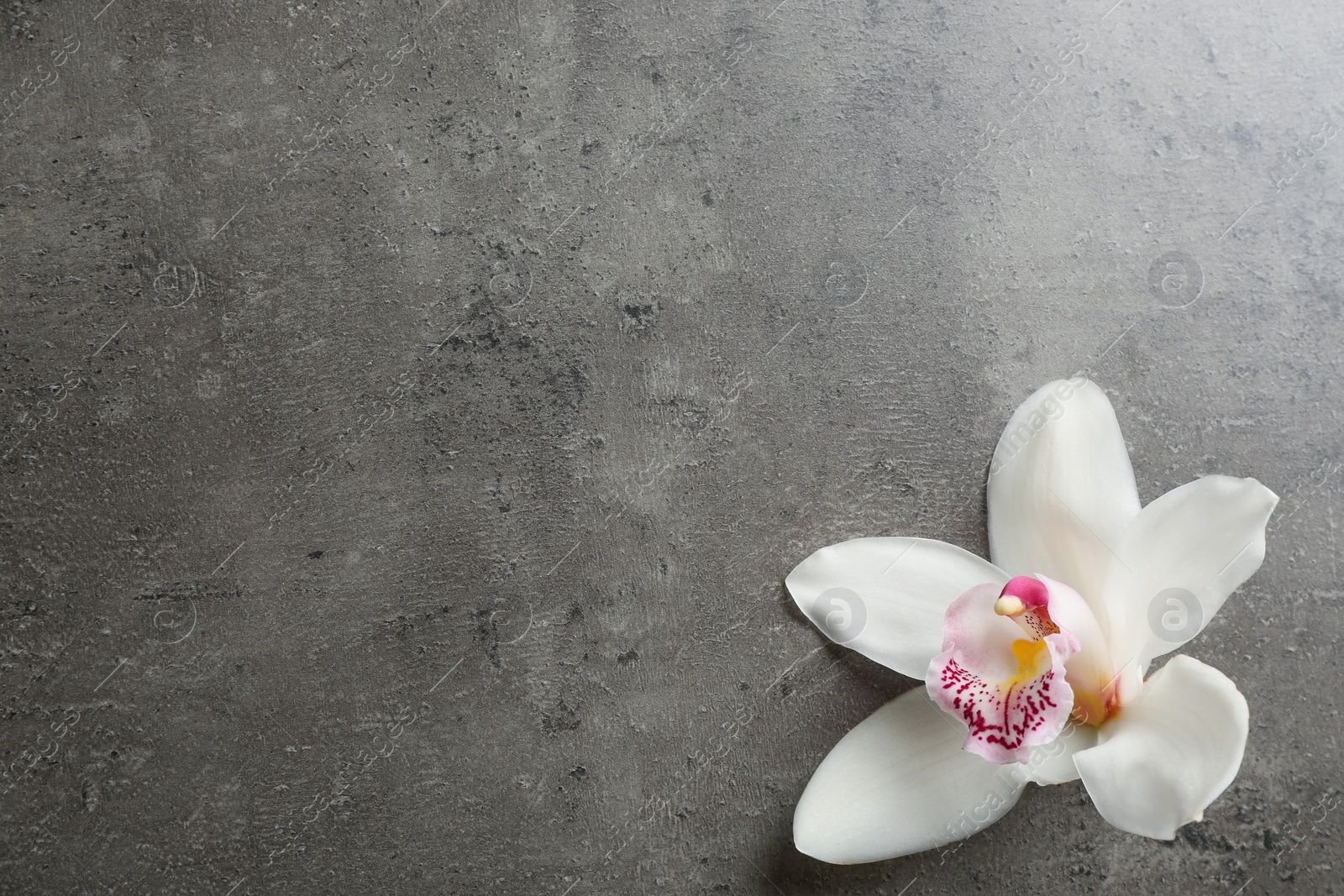 Photo of Beautiful tropical orchid flower on grey background, top view. Space for text