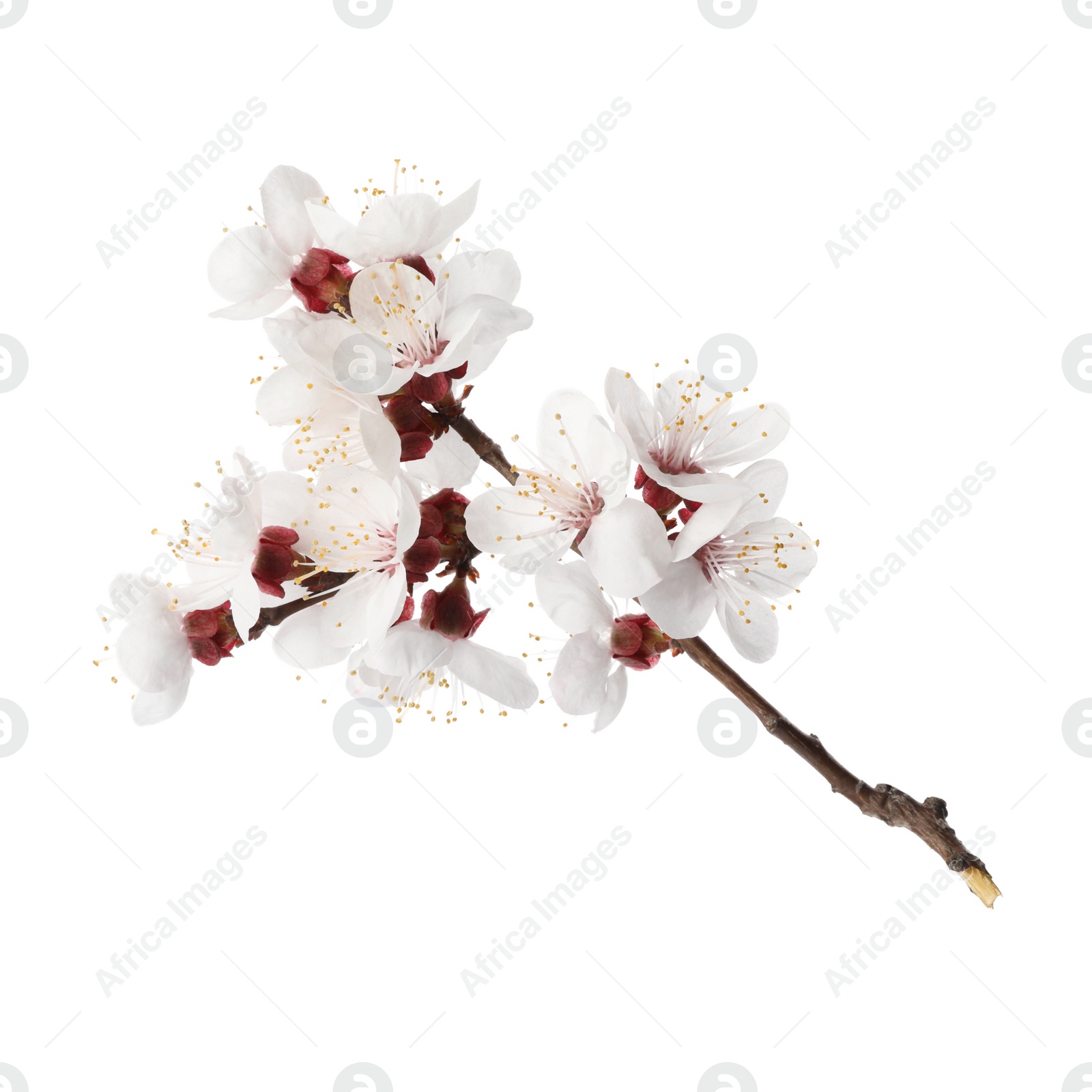 Photo of Branch with beautiful fresh spring flowers on white background