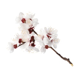 Photo of Branch with beautiful fresh spring flowers on white background