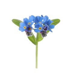 Photo of Beautiful blue Forget-me-not flowers isolated on white