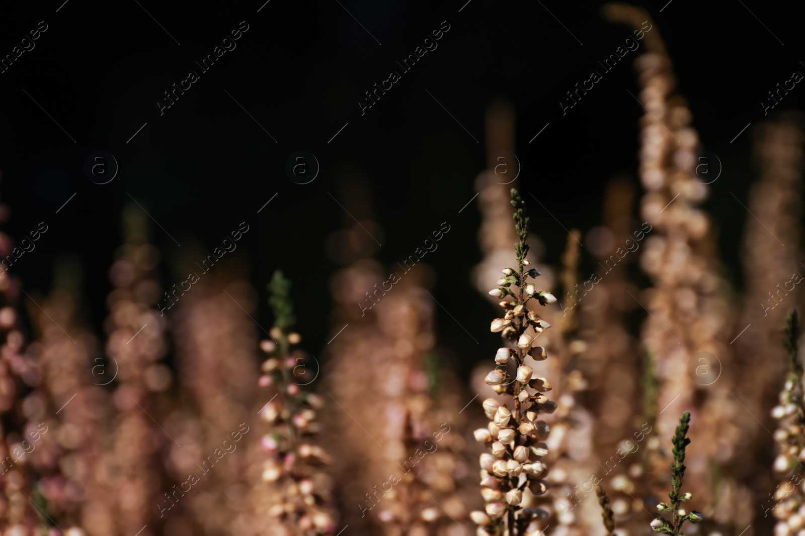 Photo of Heather twigs with beautiful flowers on dark background, closeup