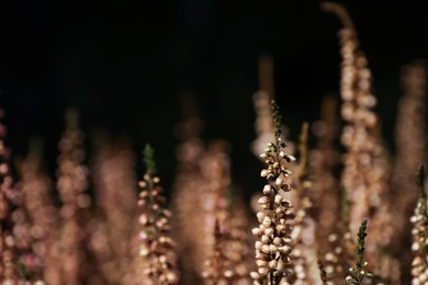 Photo of Heather twigs with beautiful flowers on dark background, closeup