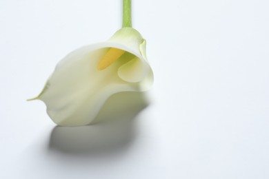 Photo of Beautiful calla lily flower on white background, closeup. Space for text