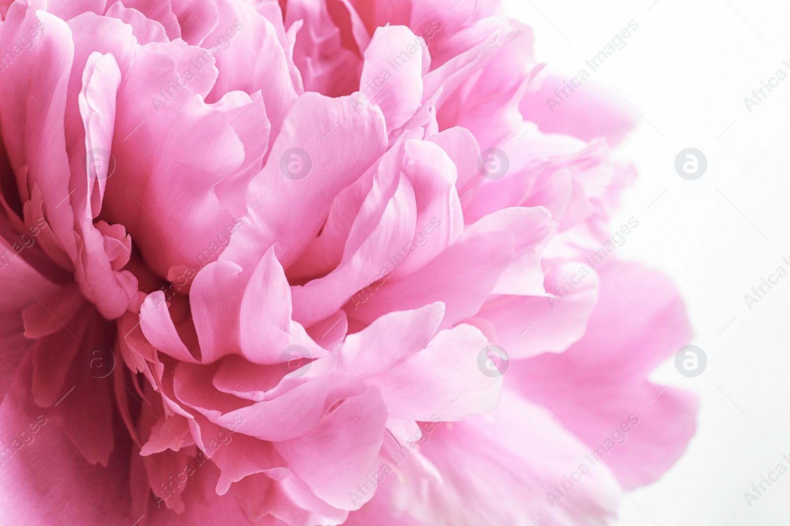 Photo of Beautiful fragrant peony flower on white  background