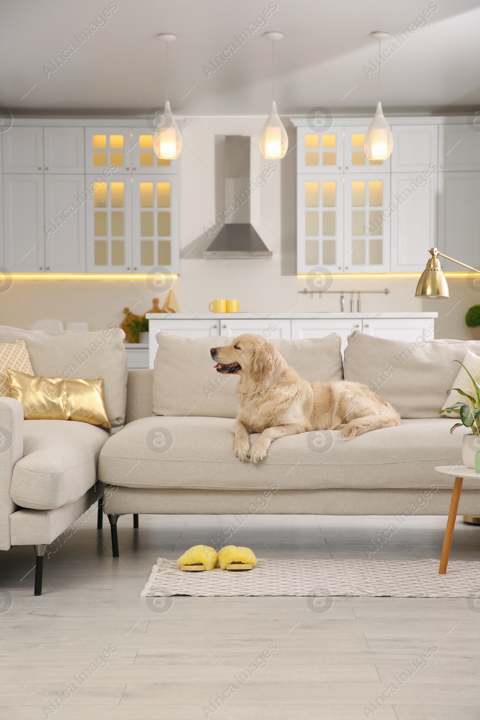 Photo of Modern living room interior. Cute Golden Labrador Retriever on couch