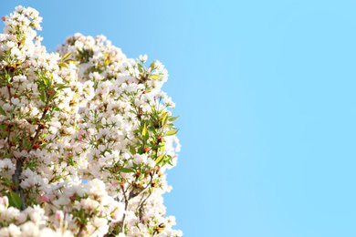 Photo of Blossoming cherry tree, closeup