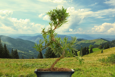 Image of Japanese bonsai plant against mountain landscape. Zen and harmony