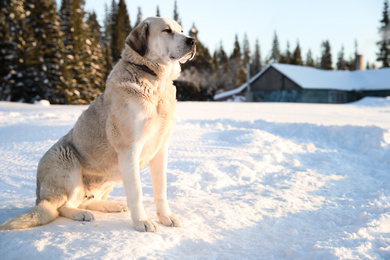 Photo of Cute dog outdoors on snowy winter day. Funny pet