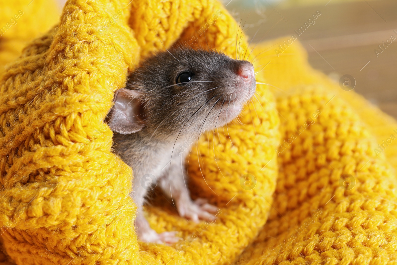 Photo of Cute small rat wrapped in yellow knitted plaid, closeup