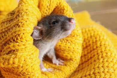 Cute small rat wrapped in yellow knitted plaid, closeup