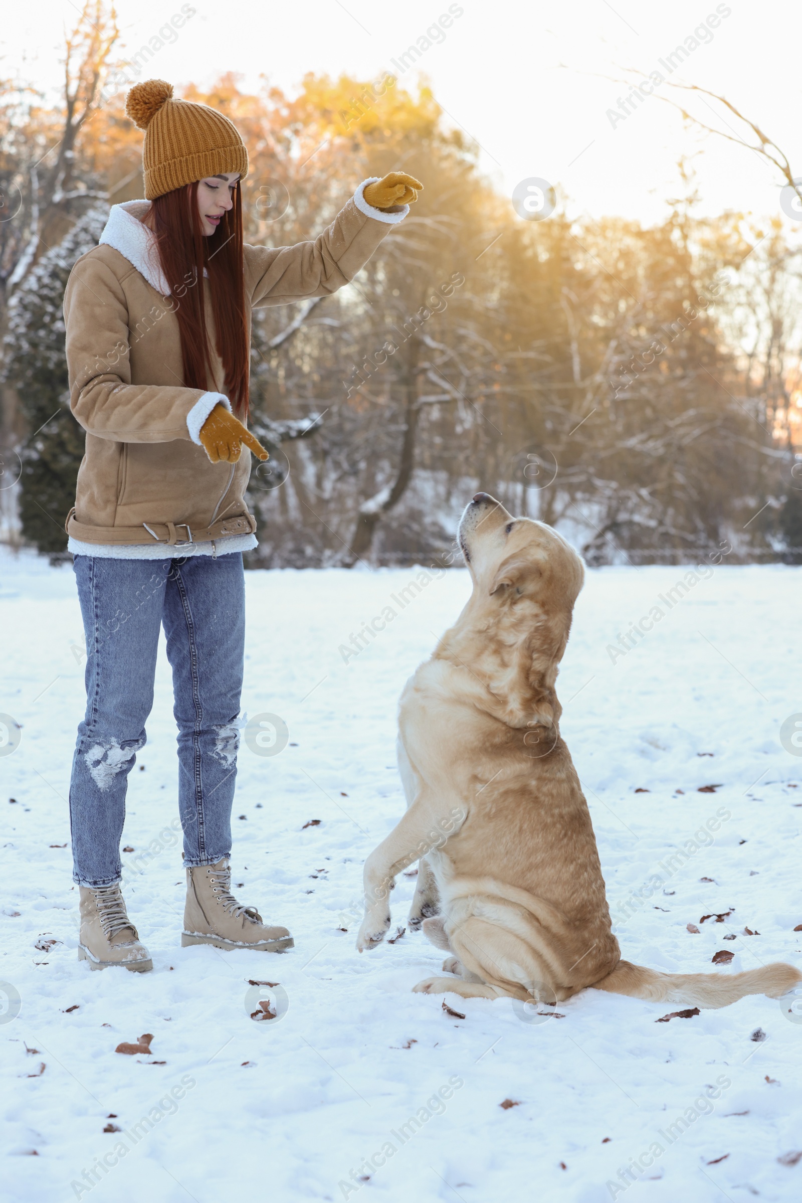 Photo of Beautiful young woman training adorable Labrador Retriever on winter day outdoors