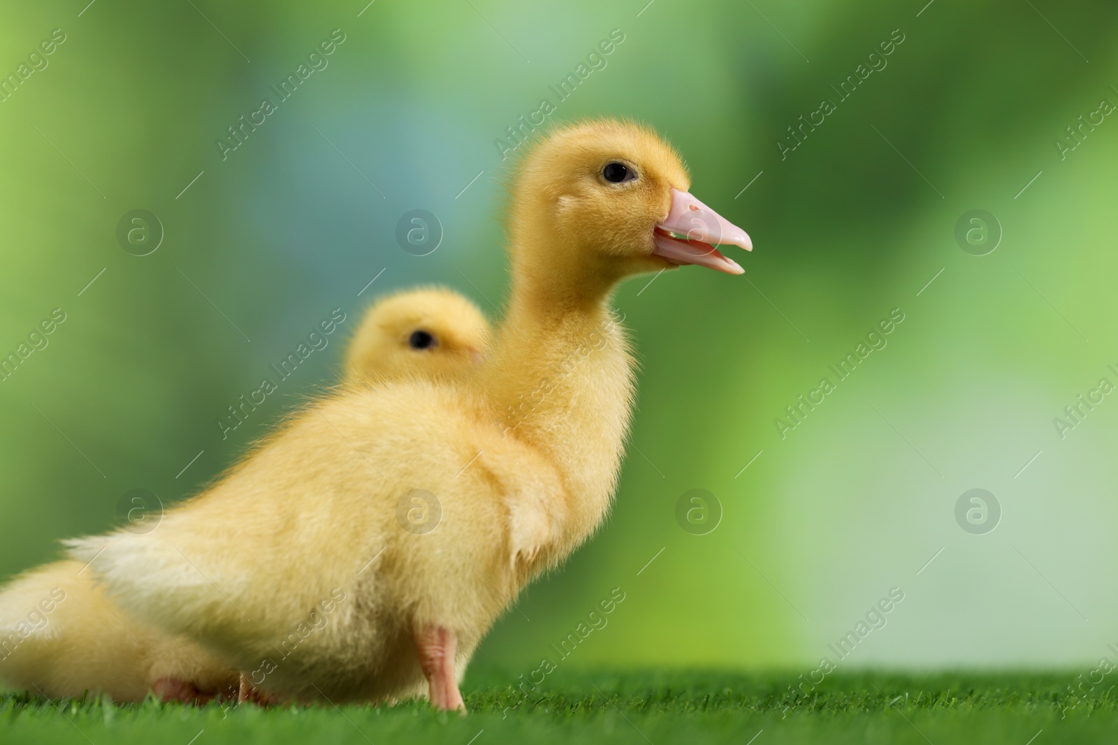 Photo of Cute fluffy ducklings on artificial grass against blurred background, closeup. Baby animals