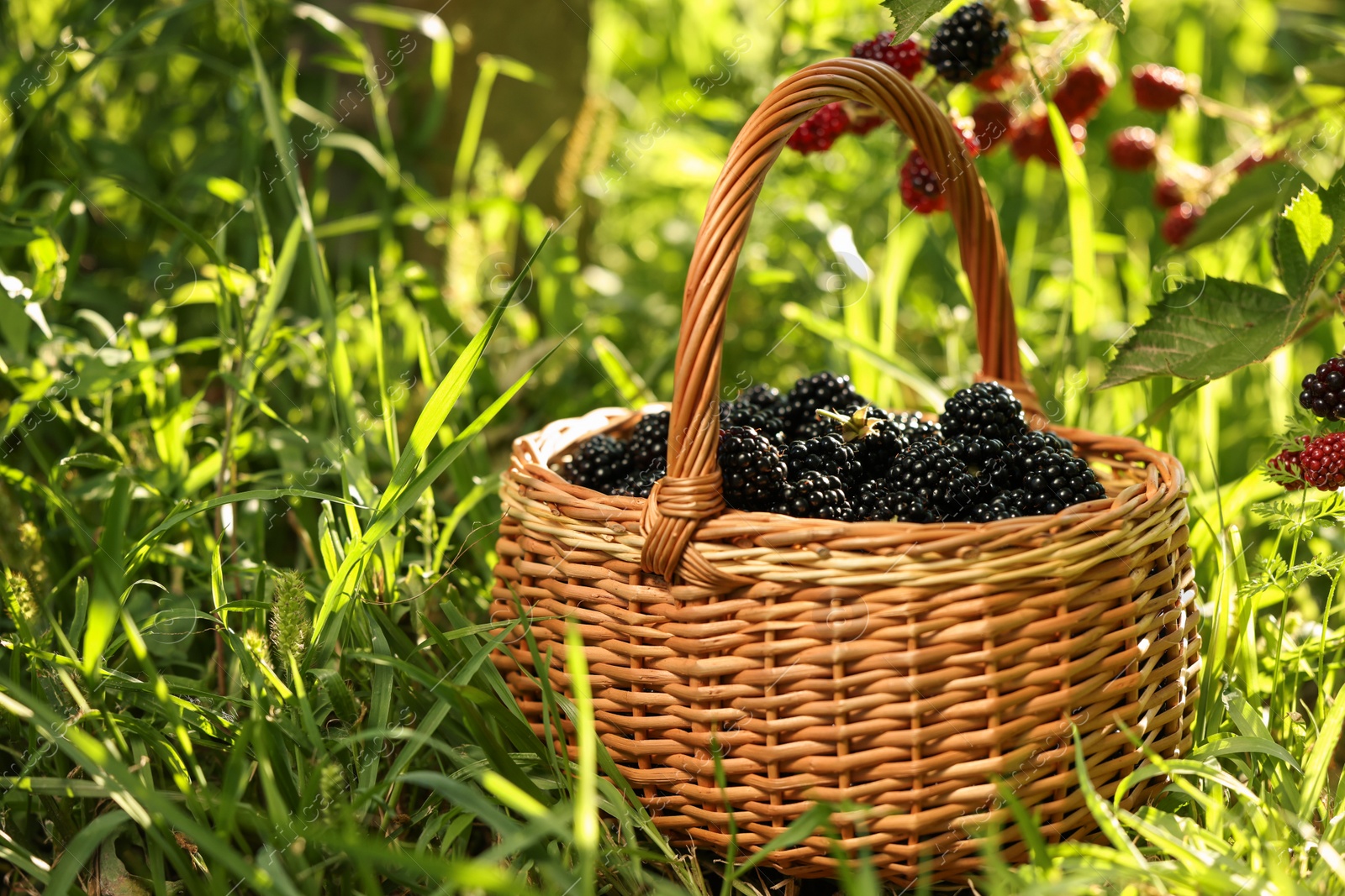 Photo of Wicker basket with ripe blackberries on green grass outdoors