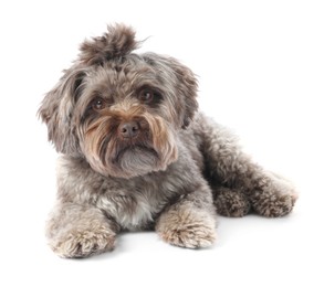 Cute Maltipoo dog lying on white background. Lovely pet