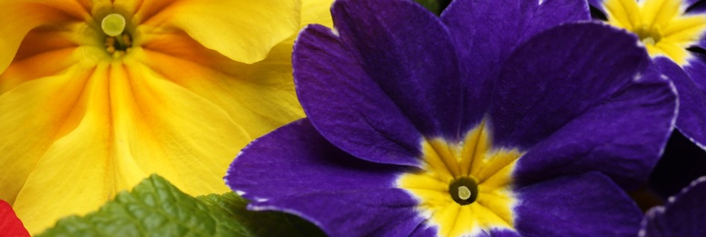 Image of Beautiful spring primula (primrose) flowers as background, closeup. Banner design