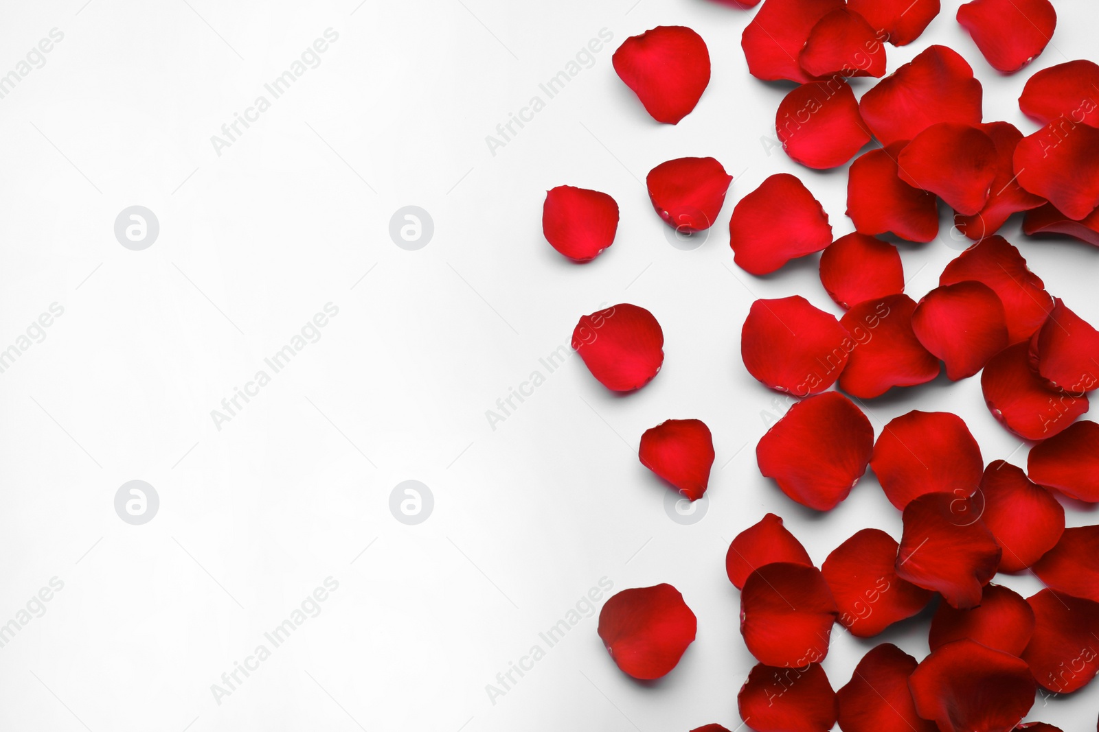 Photo of Red rose petals on white background, top view