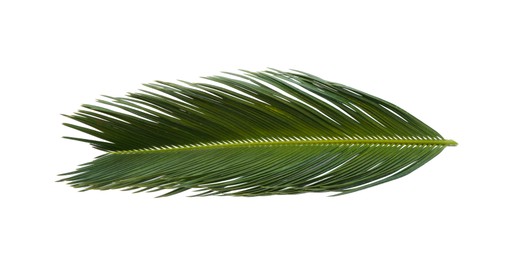 Photo of Beautiful green palm branch isolated on white. Tropical leaves