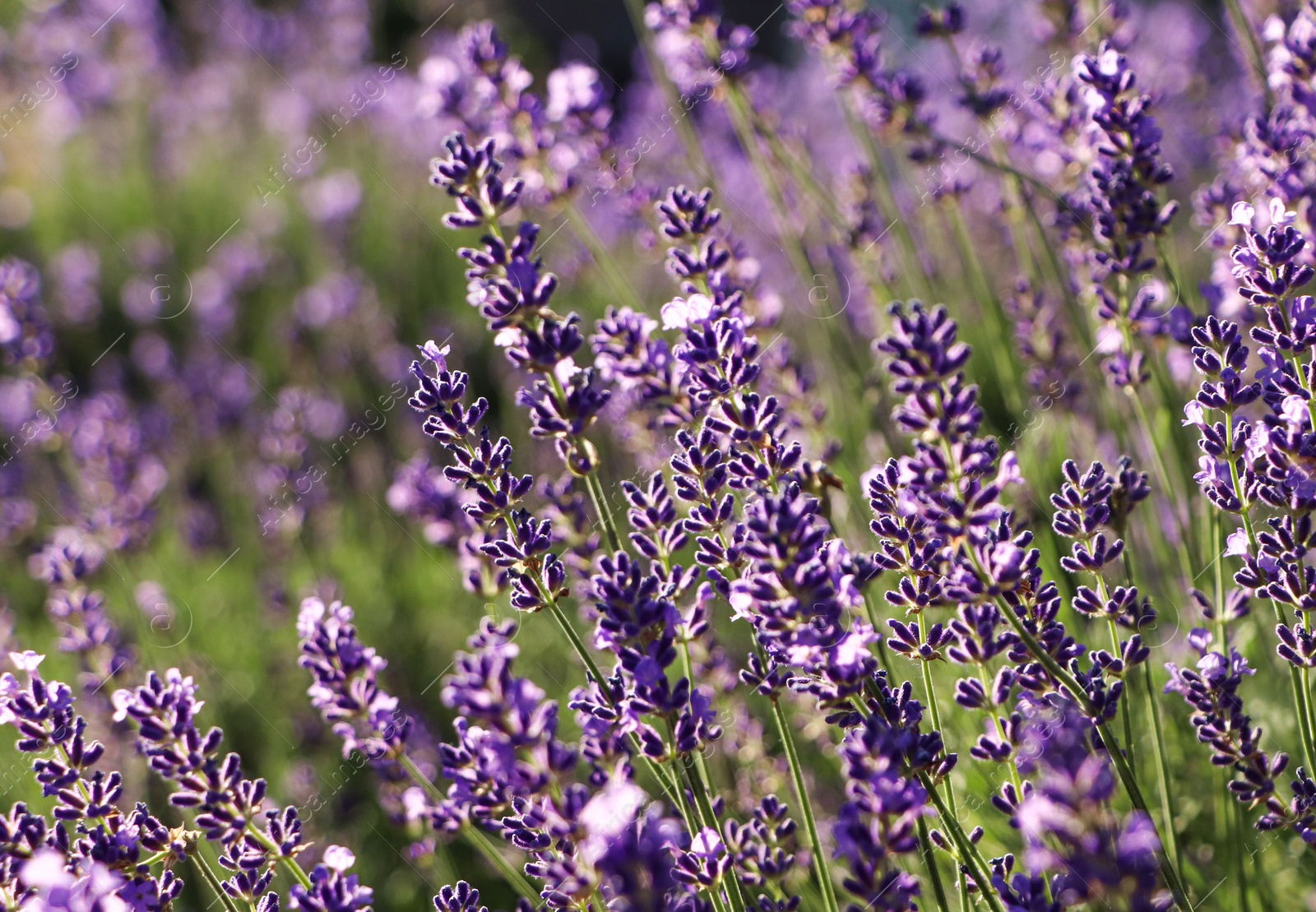 Photo of Closeup view of beautiful lavender in field on sunny day