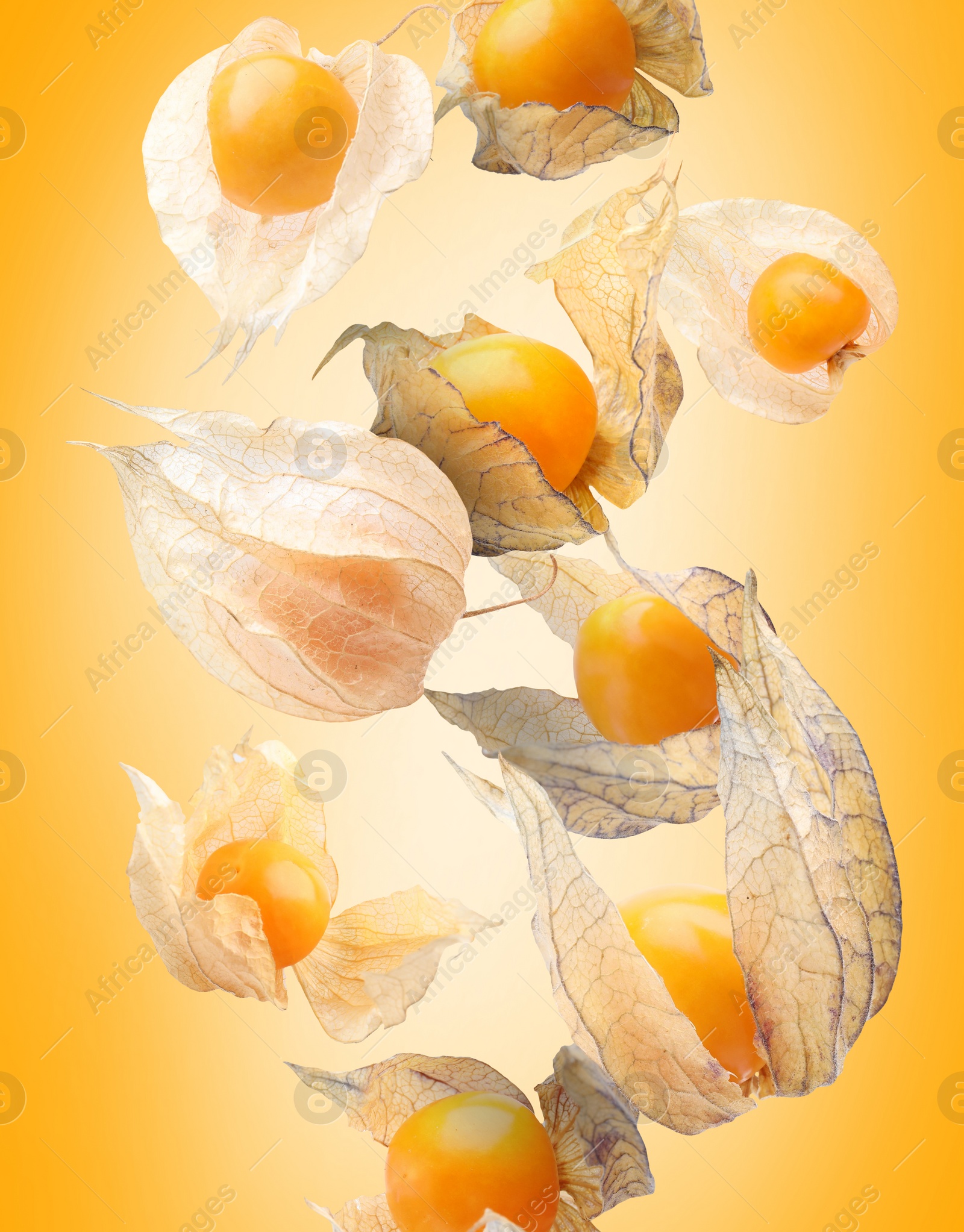 Image of Ripe orange physalis fruits with calyx falling on orange gradient background