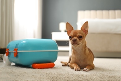 Photo of Cute Chihuahua dog near blue suitcase in room. Pet friendly hotel