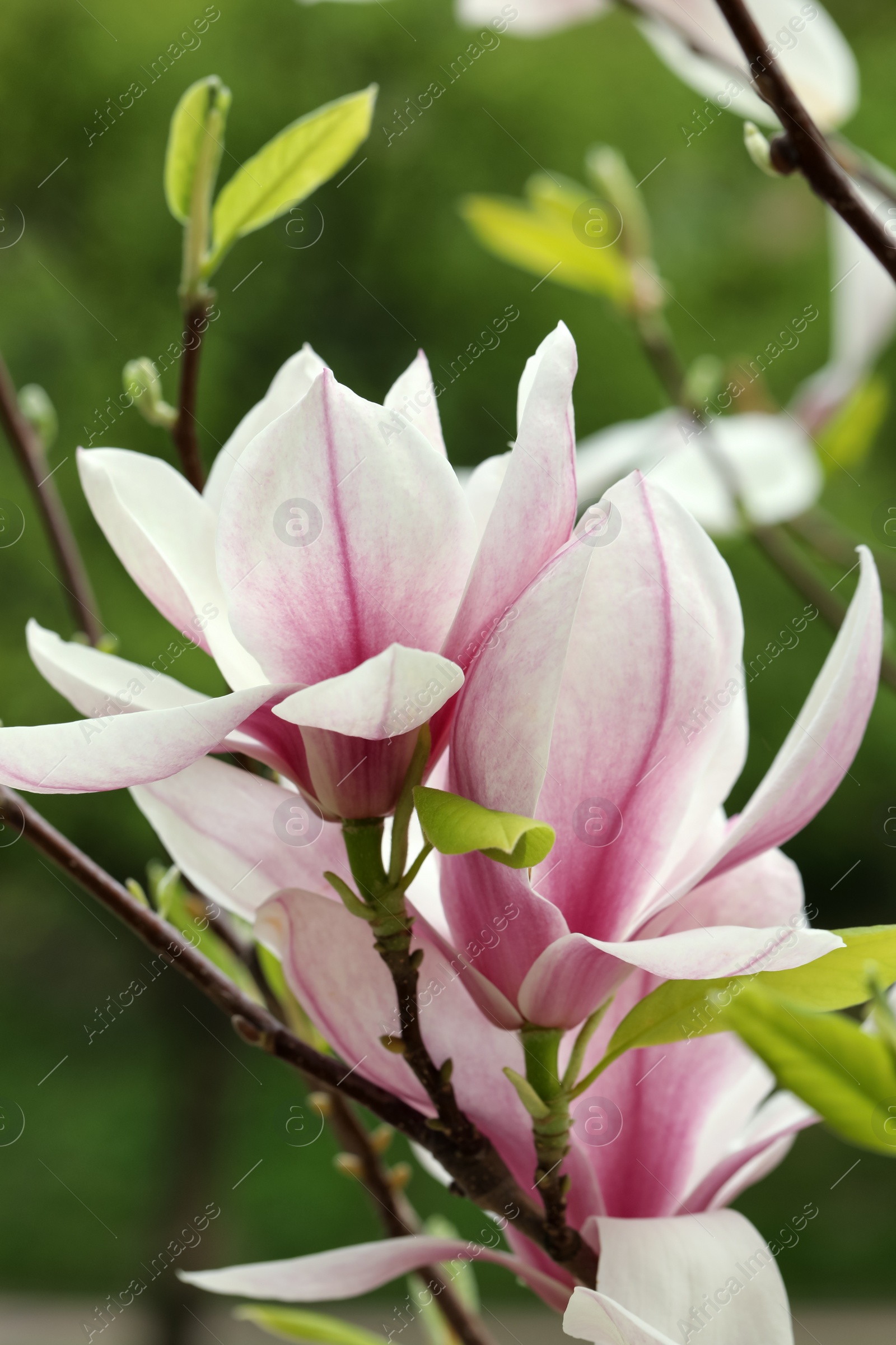 Photo of Magnolia tree with beautiful flowers on blurred background, closeup