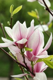 Magnolia tree with beautiful flowers on blurred background, closeup