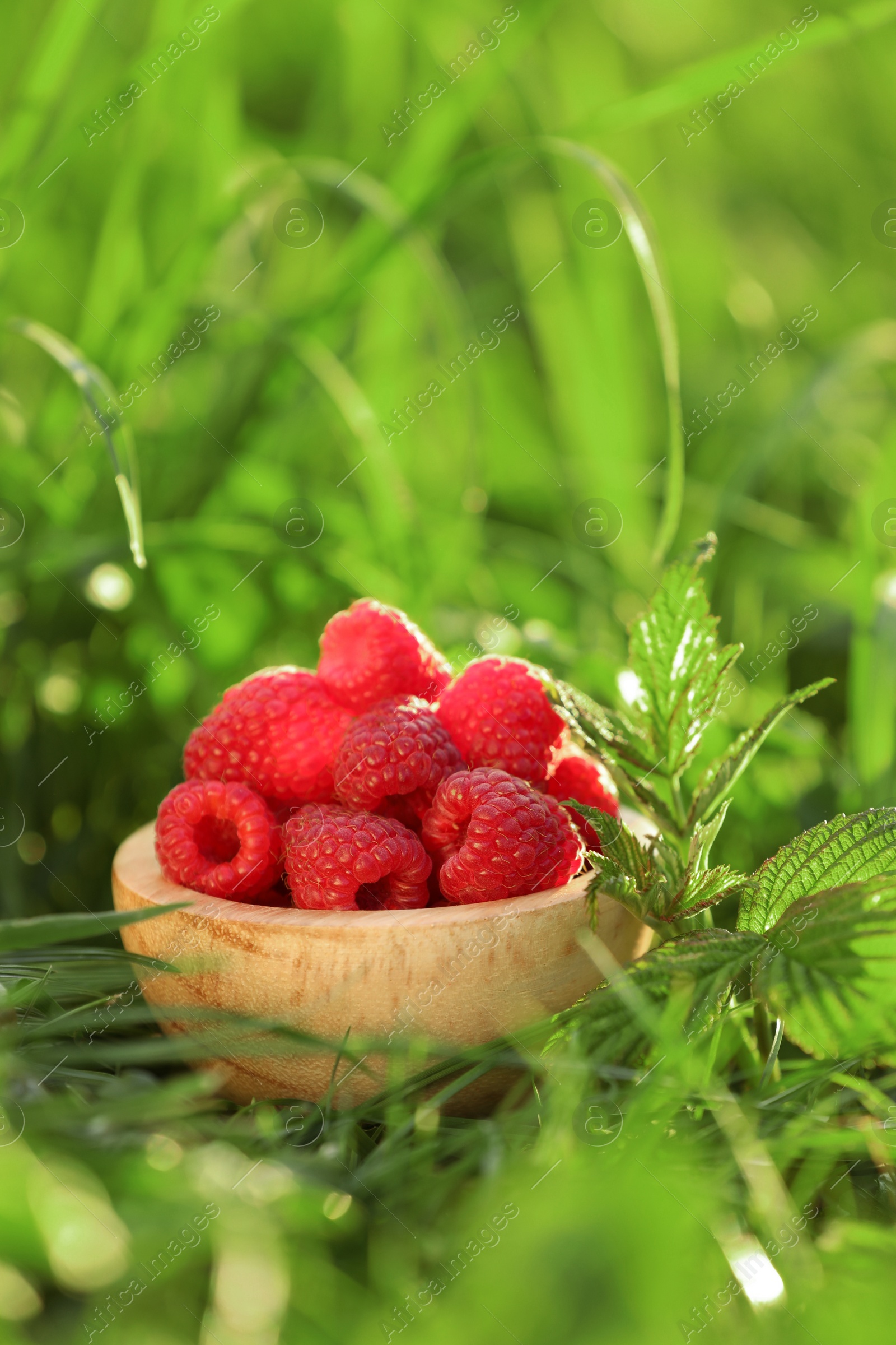 Photo of Tasty ripe raspberries in bowl on green grass outdoors, space for text