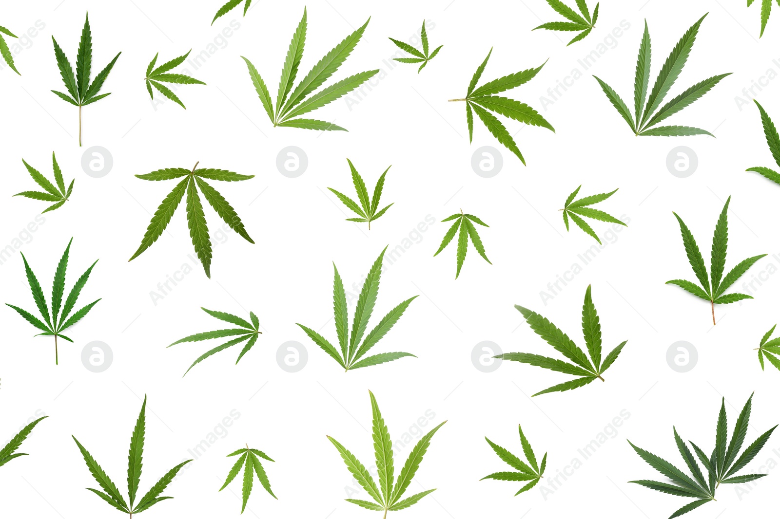 Image of Green hemp leaves falling on white background