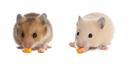 Cute funny hamsters on white background. Banner design