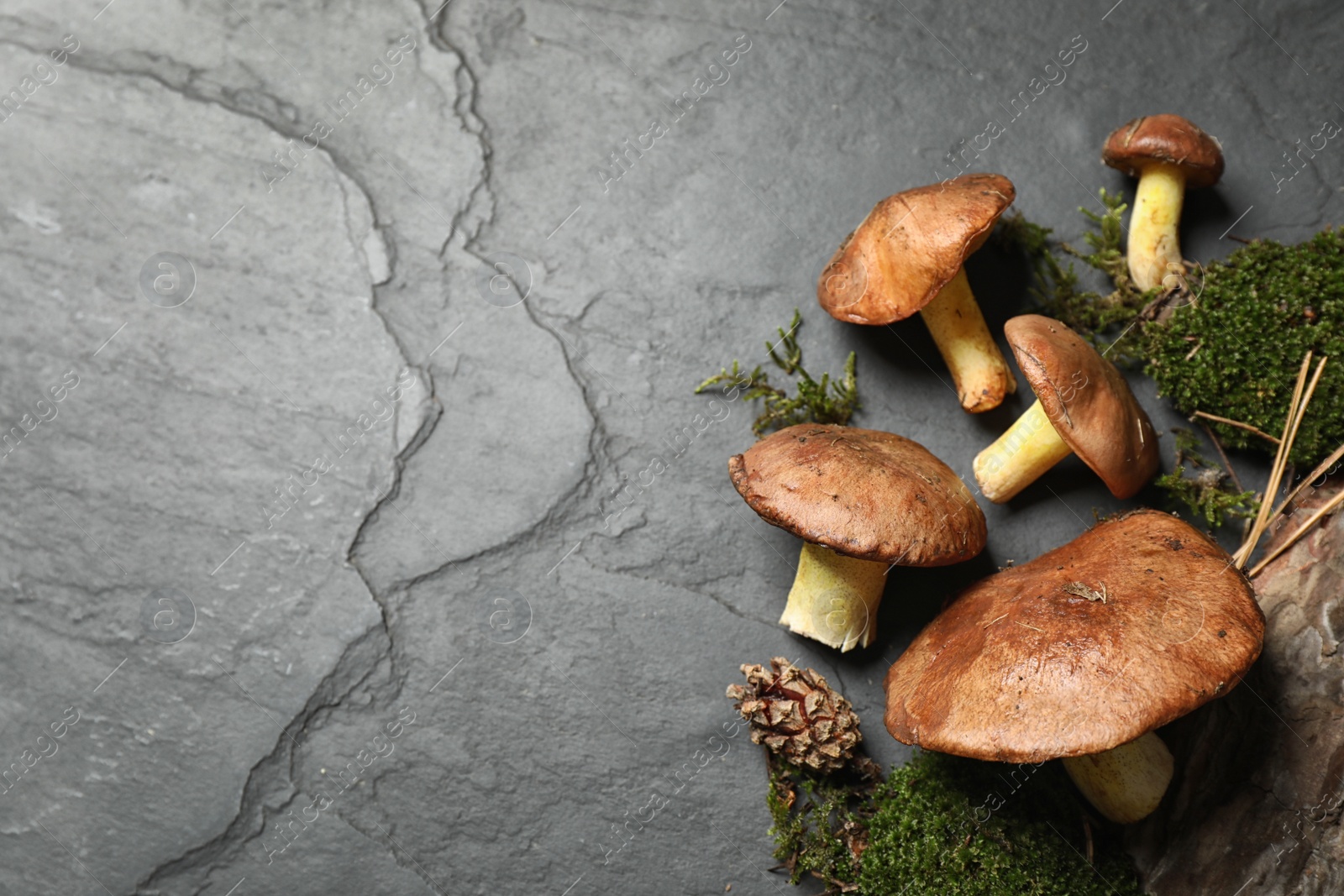 Photo of Flat lay composition with boletus mushrooms on grey background, space for text